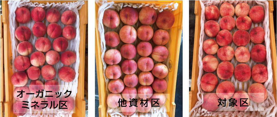 peach01